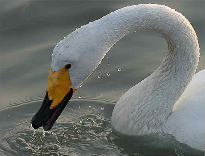 点击图片或使用键盘← →翻页