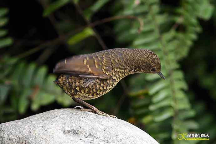 卤蛋鈥斝×坌仞责