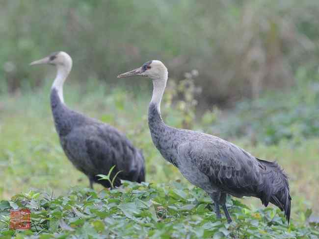 国家一级保护鸟类第1辑