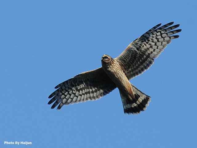 厚道的白尾鹞可以有