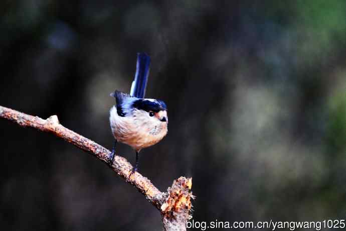 银喉长尾山雀(3) 银喉长尾山雀(3)