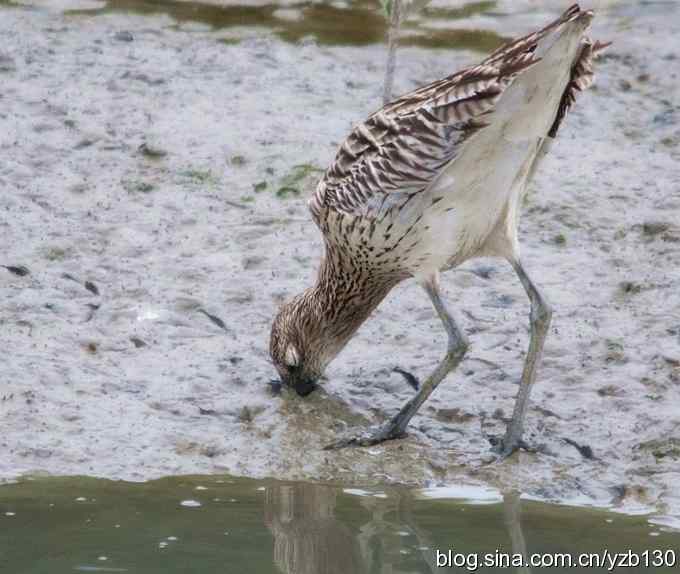 白腰杓鹬（组图，9张图片）
