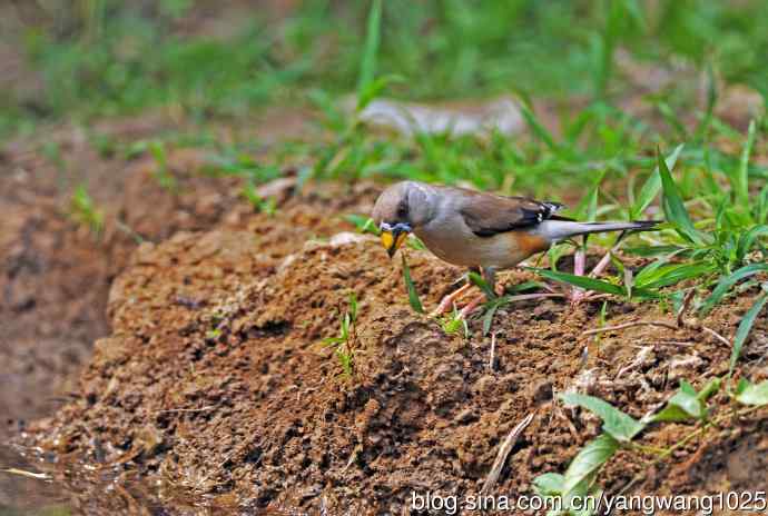 蜡嘴雀(2) 蜡嘴雀(2)