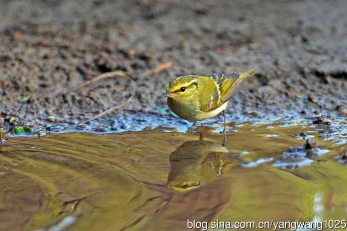 黄腰柳莺（17）