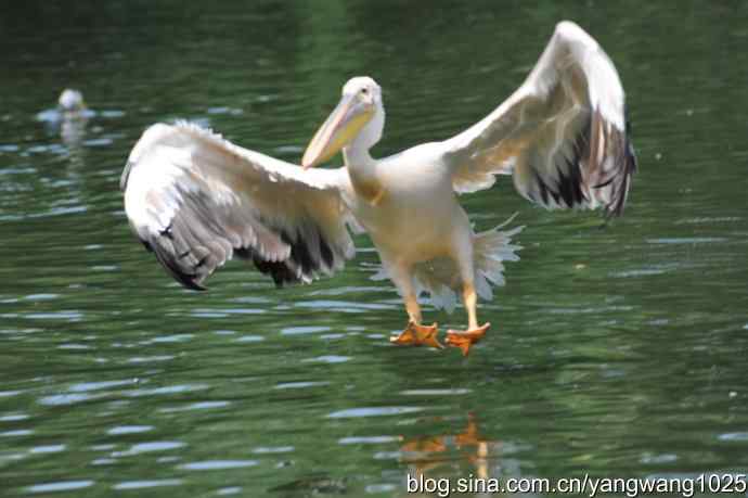 明星（鹈鹕大白）