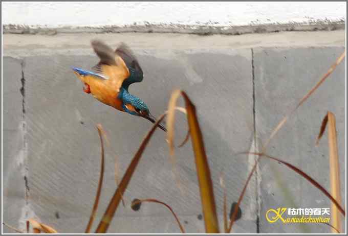 让鈥溞〈溻澐伞菊掌