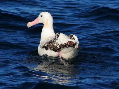 鸟类之最：漂泊信天翁