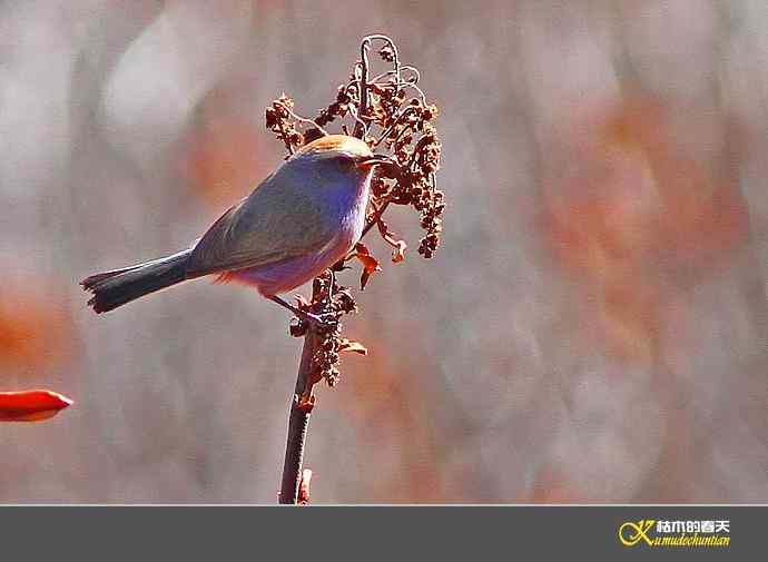 川西高原的美丽精灵-花彩雀莺【实拍】