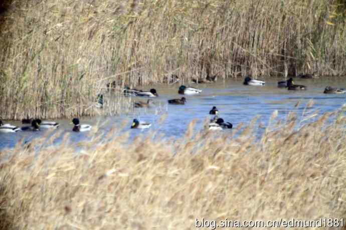 崇明东滩湿地公园观鸟记