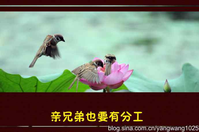 亲兄弟也要有分工（虚构）