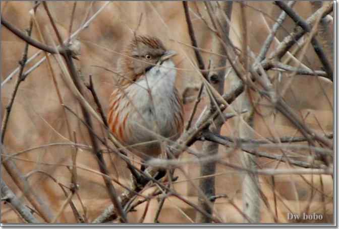 点击图片或使用键盘← →翻页