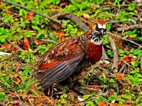 鸟类之最:灰山鹑