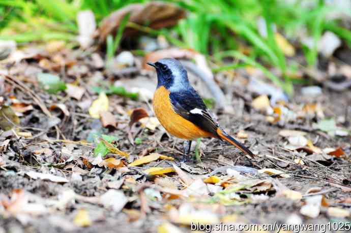 雄性北红尾鸲（5）