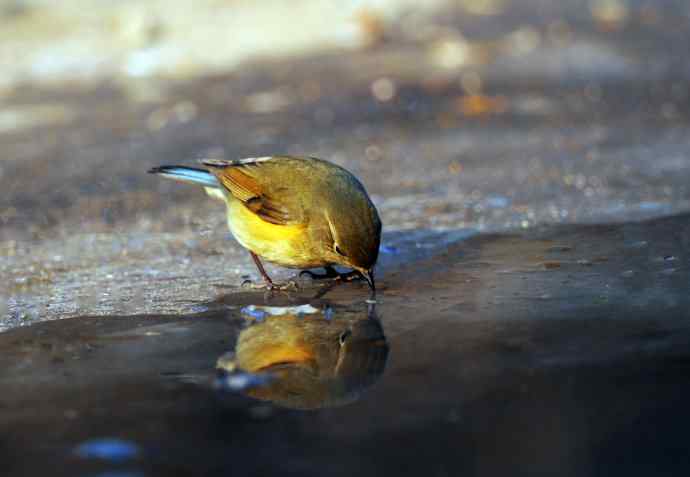 雌性红胁蓝尾鸲(22) 雌性红胁蓝尾鸲(22)