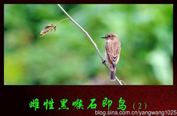 雌性黑喉石即鸟(2) 雌性黑喉石即鸟(2)