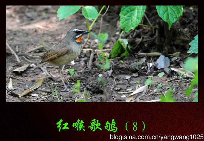 红喉歌鸲（8）