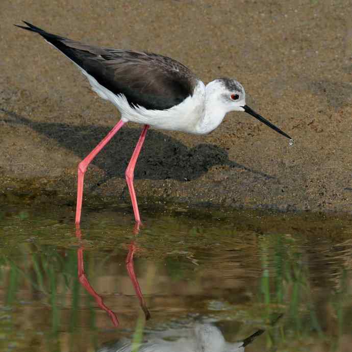 夜鹭VS黑翅长脚鹬