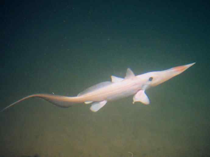 鱼类活化石：长吻银鲛