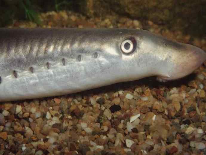 鱼类活化石：七鳃鳗