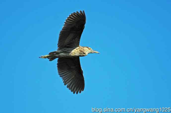 飞(夜鹭)76 飞(夜鹭)76