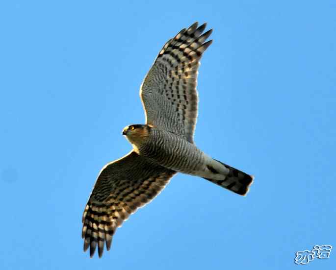 北京西山&nbsp;wbr路&nbsp;wbr雀鹰