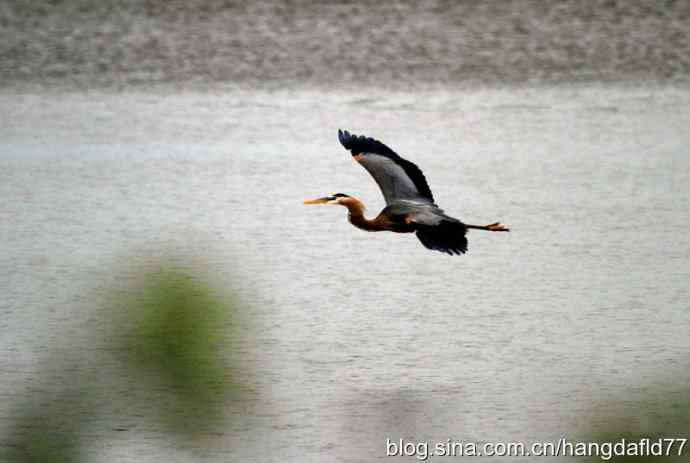 大蓝鹭飞翔