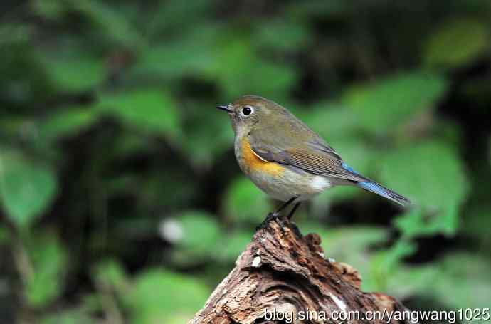 雌性红胁蓝尾鸲（59）