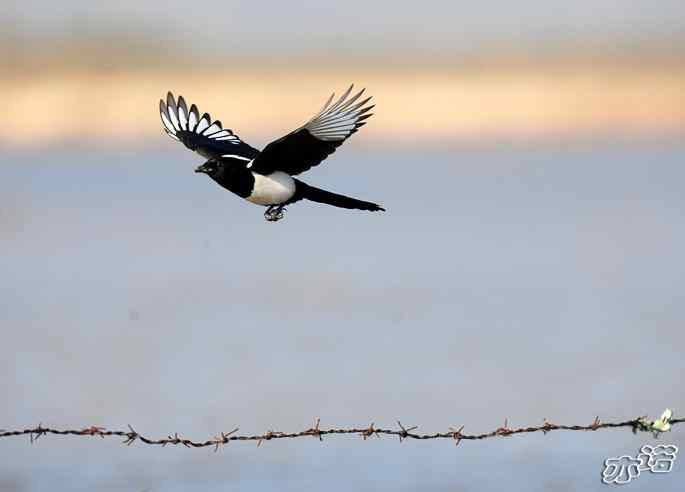 官厅水库&nbsp;wbr路&nbsp;wbr飞行的鸟儿