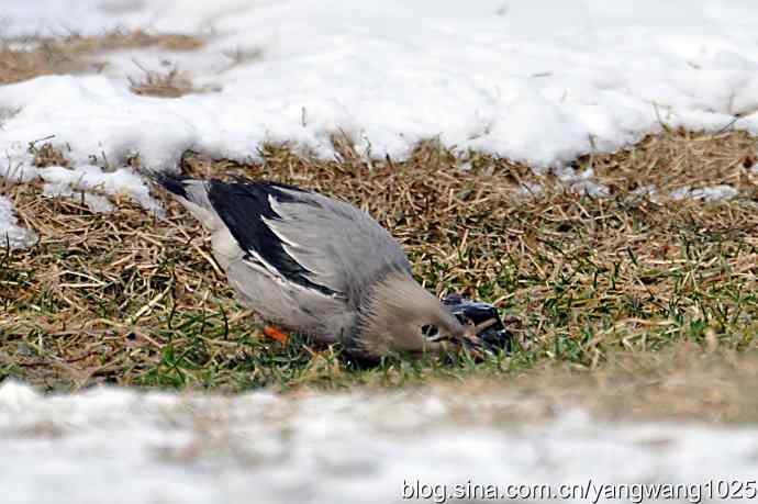 丝光椋（liang）鸟