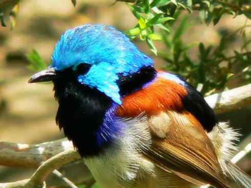 美丽无罪：雀鸟之鹩莺