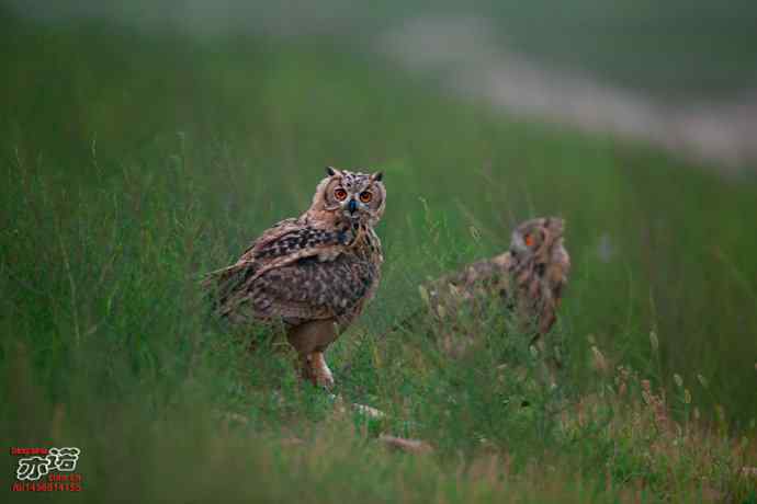 河北抚宁&nbsp;wbr路&nbsp;wbr雕鸮