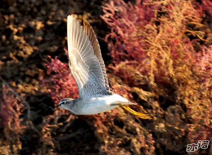 河北乐亭&nbsp;wbr路&nbsp;wbr新进账的鸟儿