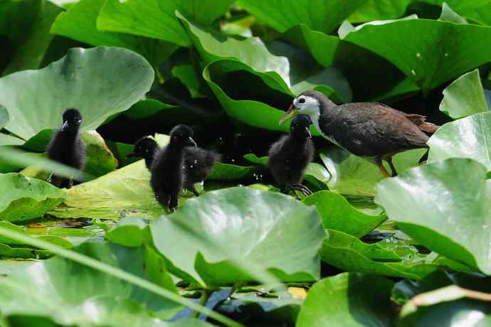 碧波芙蕖间的白胸小秧鸡