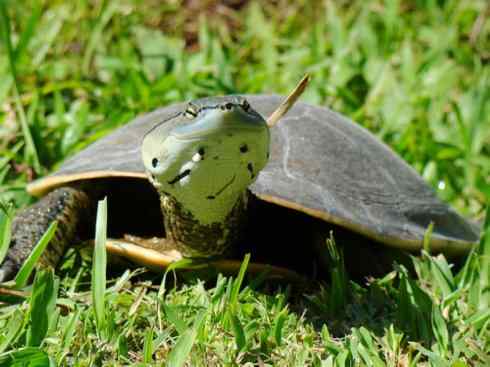 玄武：传说的兽原型探秘（玛塔龟）