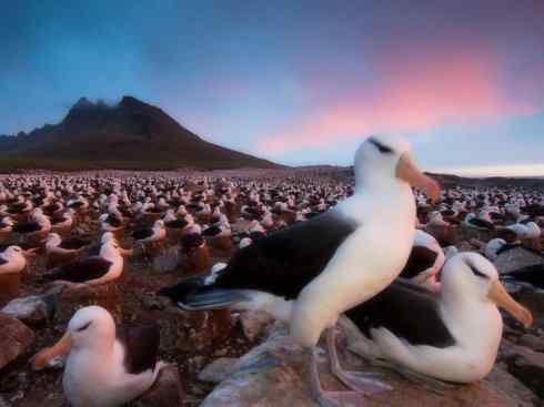 鸟类之最：漂泊信天翁