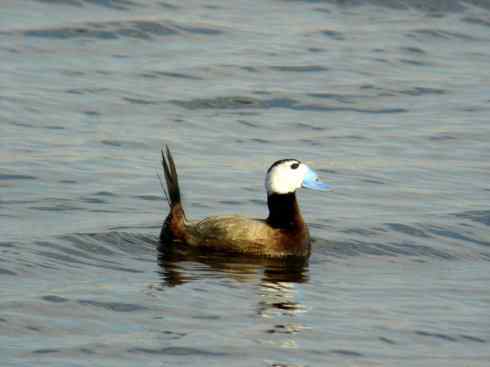 白头鸟系列：另类的美丽（白头硬尾鸭）