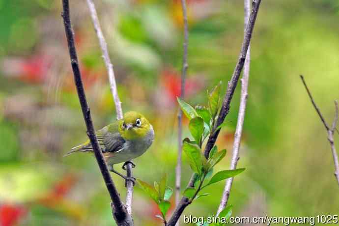 红胁绣眼鸟(11) 红胁绣眼鸟(11)