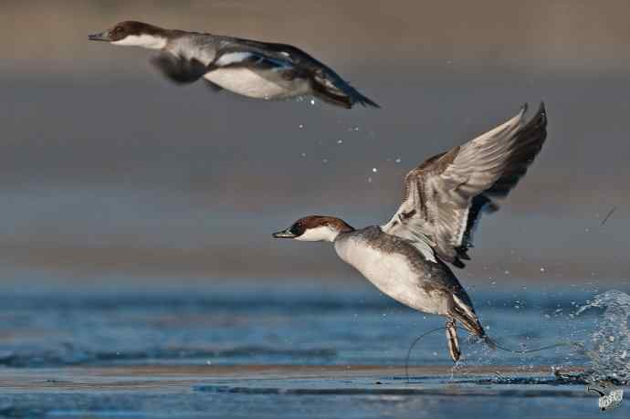 颐和园的白秋沙鸭