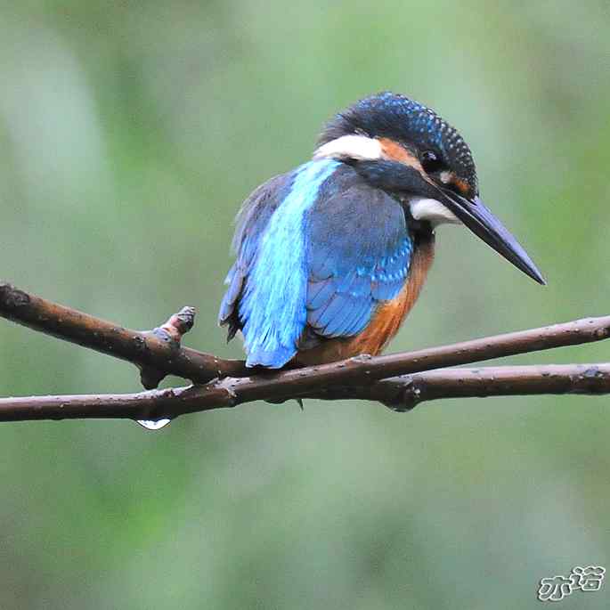 圆明园&nbsp;wbr路&nbsp;wbr雨天的小翠