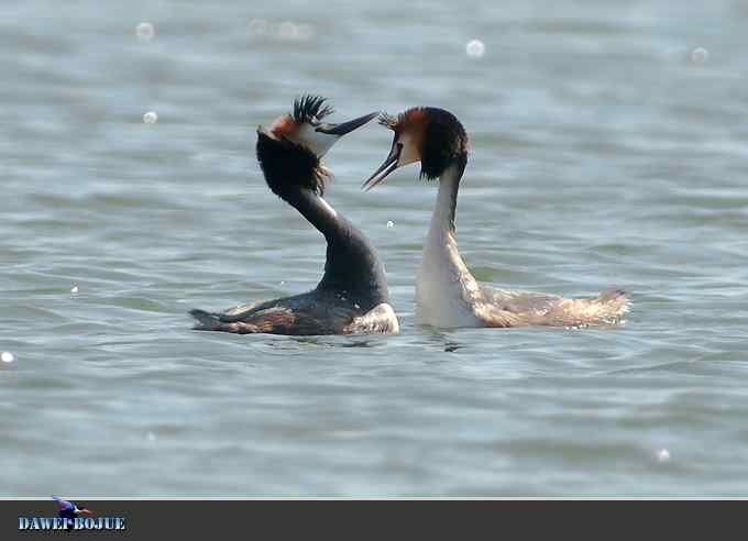 凤头.相恋在春花绽放时