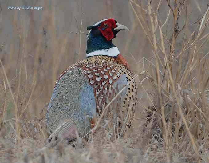 一组林鸟：蓝歌鸲有点乖