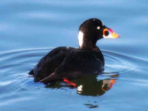 雁鸭之最之八（海番鸭、琵嘴鸭、绿翅鸭、鹊鸭）