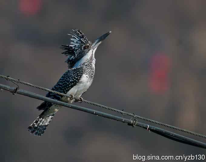 猎鱼高手，专业级。【组图，10张图片】