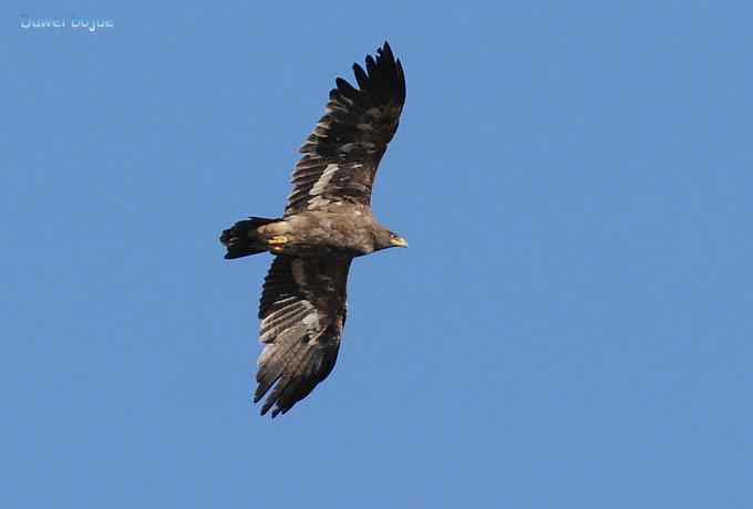 穿越大风车的草原大猛 穿越大风车的草原大猛