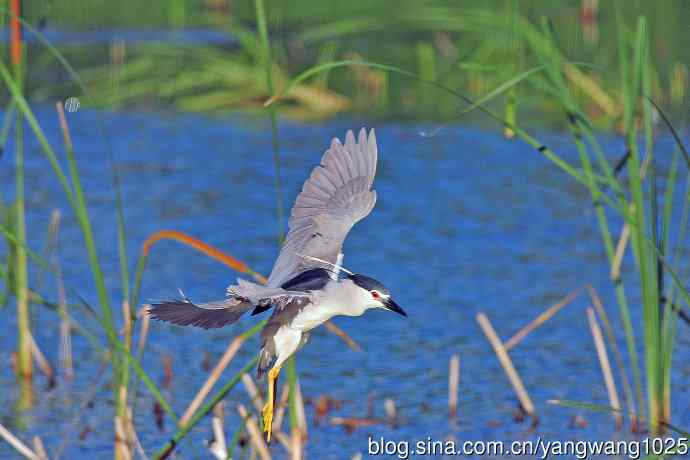 寻鱼的夜鹭（6）