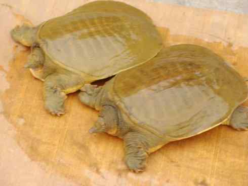 玄武:传说的兽原型探秘(鳖) 玄武:传说的兽原型探秘(鳖)