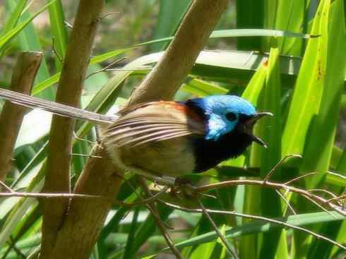 美丽无罪：雀鸟之鹩莺