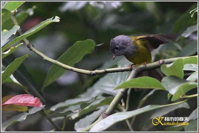 红胁绣眼•方尾鶲•斑姬啄木鸟【照片】 红胁绣眼•方尾鶲•斑姬啄木鸟【照片】