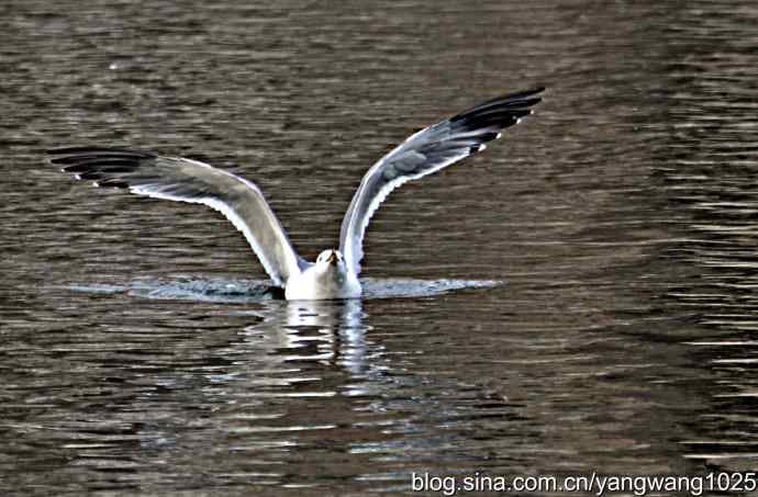 北京动物园的鸟类——飞（海鸥）7