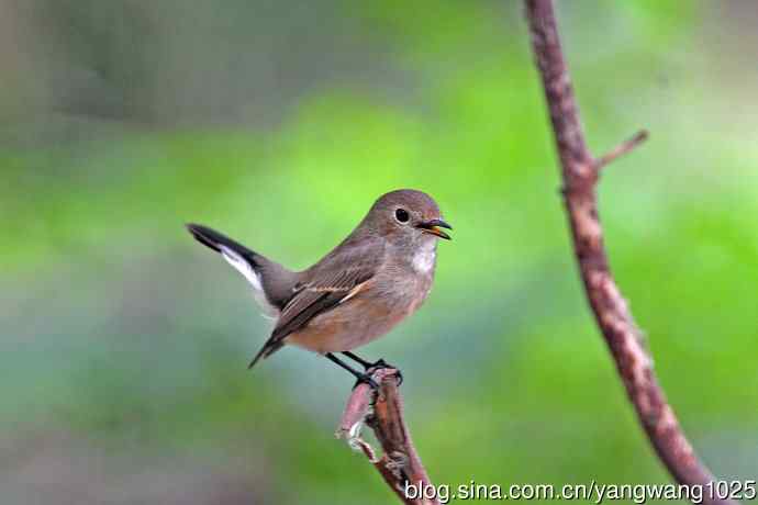 秋天的红喉姬鹟（6）